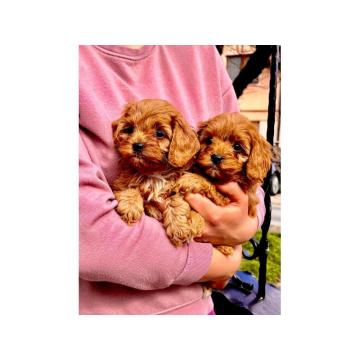 Cavapoo štenci