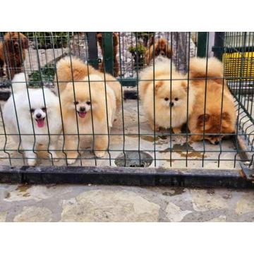 Dostupno pet zenki cistokrvnih POMERANACA 