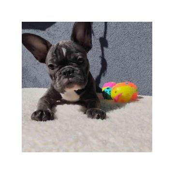 Štenci francuskog BULDOGA egzotičnih boja 