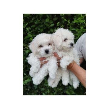 Na prodaju štenci kovrdžavog BIŠONA 