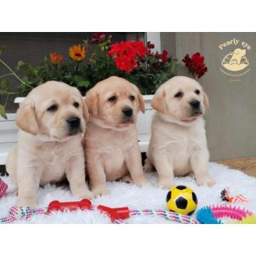 Labrador retriver štenci