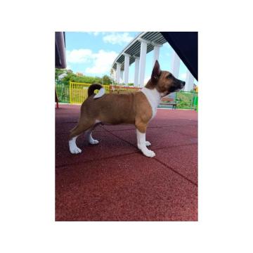 BASENJI stenci