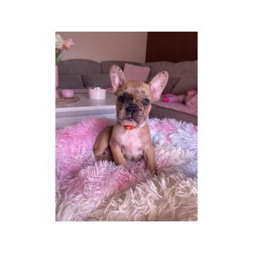Francuski Buldog PRELEPI štenci