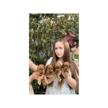 Cockapoo prelepi stenci