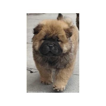 CAU CAU  stenci oba pola 