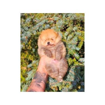 Bebe pomeranca vrhunske genetike