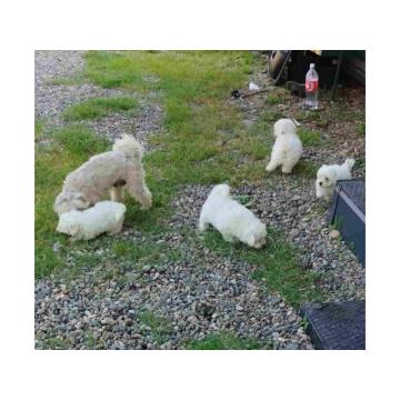 U ponudi čistokrvni štenci MALTEZERA 