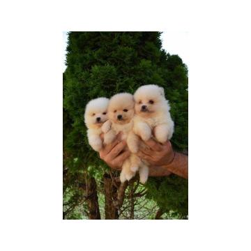 Štenci pomeranskog špica 