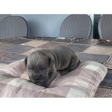 Cane Corso, rezervacija štenaca