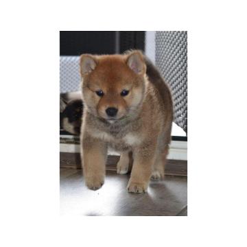 Shiba Inu štenci