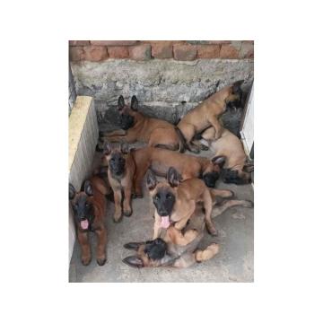 Belgijski Ovcar - Malonoa, stenci muski u ponudi 