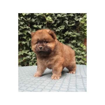 ČAU ČAU štenad, crveni  mali medvedici  