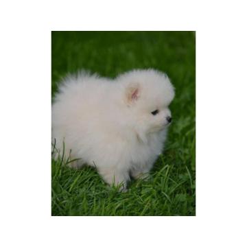 Pomeranski špic, prelepog krzna 