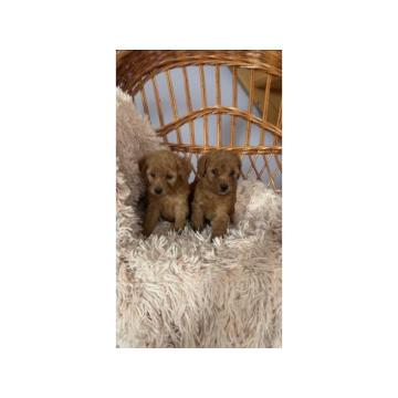 Toy Pudle štenci, tamno aprikot  