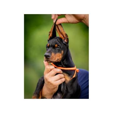 Doberman PRELEPI štenci