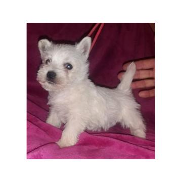 WESTI(zapadno beli škotski terijer)  štenad 