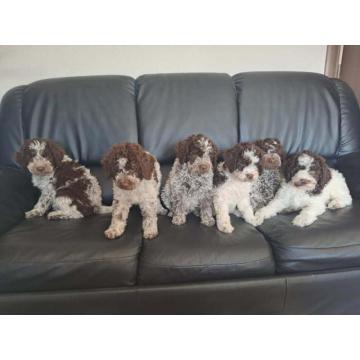 Na prodaju novo leglo LAGOTTO ROMANGOLO 
