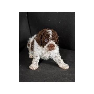 Lagoto romanjolo štenci 