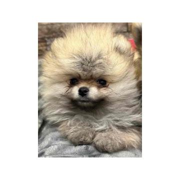 POMERANCI Prodajem štence 