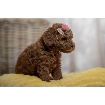 Crvene patuljaste i toy pudle 