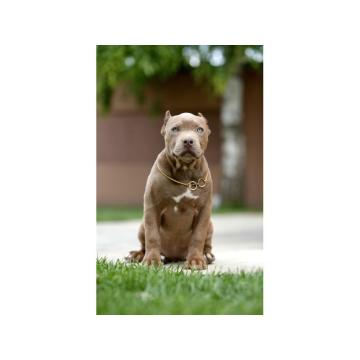 XL Američki Buli štenci XL American bully
