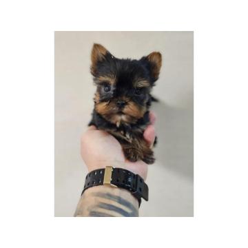 Mini Joksirski Terijeri spremni za preuzimanje 