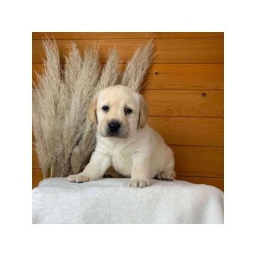 Štenci labradora žute boje  