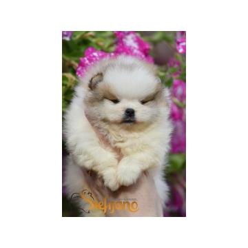 Vrhunski štenci pomeranca medvedastog izgleda  