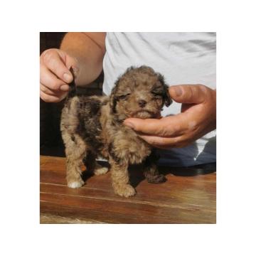 PUDLE  vrhunski  štenci  