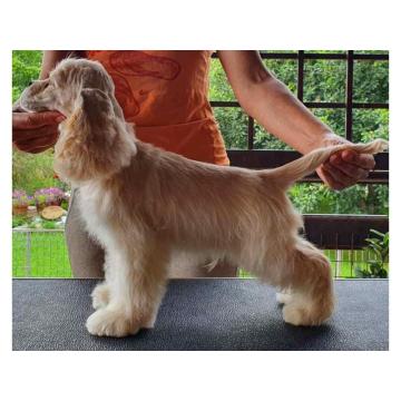 Američki koker španijel, muško štene  