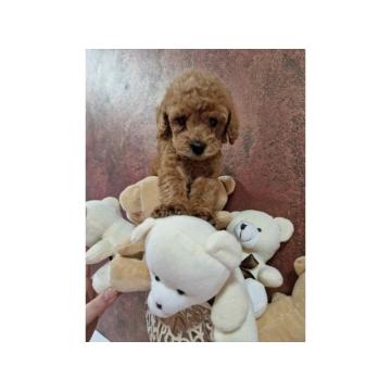 Preslatke malene pudlice aprikot i crvene 