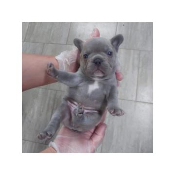 Francuski buldog sivi 