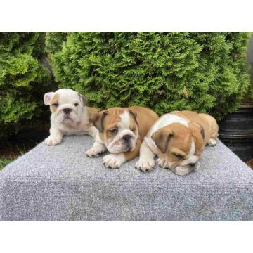  Na prodaju Engleski buldog stenci. 