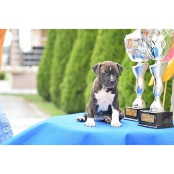 Američki stafordski terijer štenci  