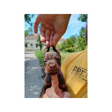 Doberman štenci crni i braon 