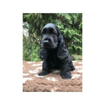 Koker Španijel štenci