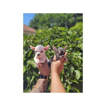 Mikro Civave spremne za preuzimanje 