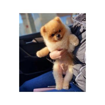 Panda pomeranac decak i njegova sestra 