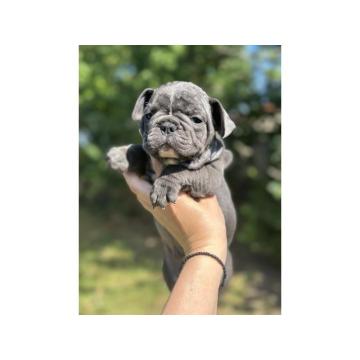 Francuski buldozi plavi lilavi blu ten