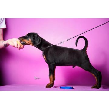 Doberman PRELEPI štenci