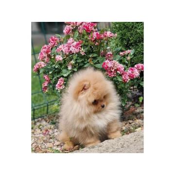 Pomeranac (BOO), čistokrvni, patuljasti