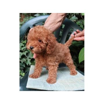 PUDLE, patuljaste i toy,  crvene i aprikot boje 