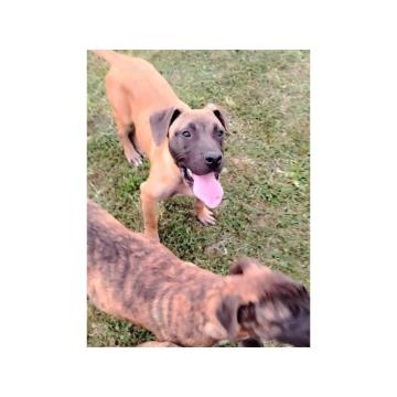 Presa Canario štenci