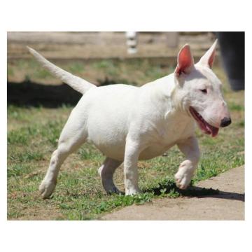 Mini Bull Terijer štenci | Miniature Bull Terrier