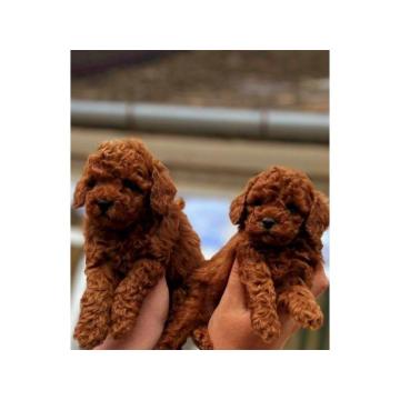 Toy i mini pudle, dostupni štenci