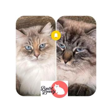 Sibirska Neva Masquerade, mačići BastetBeauty odg 