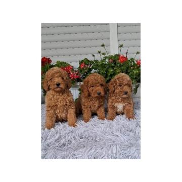 Patuljasta pudla štenci