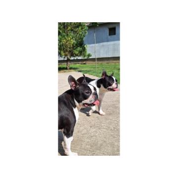 Bostonski terijer mlade ženkice  