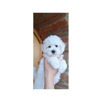 Štenci kovrdžavog bišona prelepi štenci 