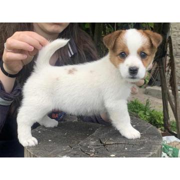 Dostupni štenci dzek rasel terijera  